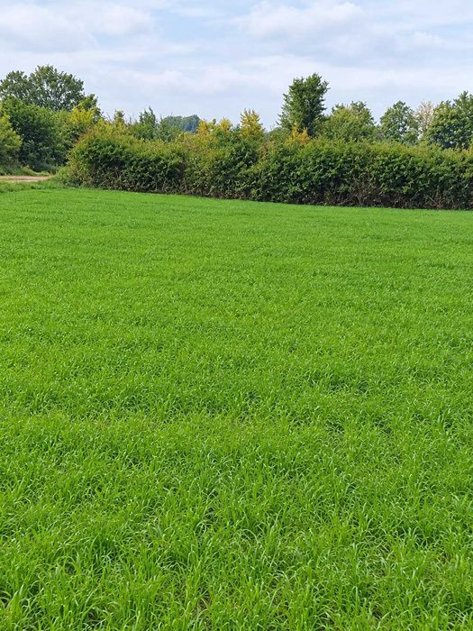 Na sprzedaż – 4,02 ha gruntu rolnego, III klasa, Jabłonna, gm. Grębków