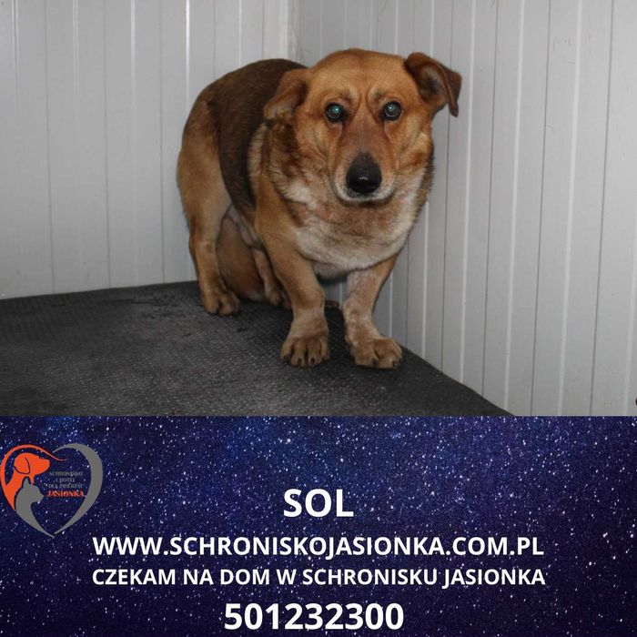 Sol w schronisku jasionka aktualne