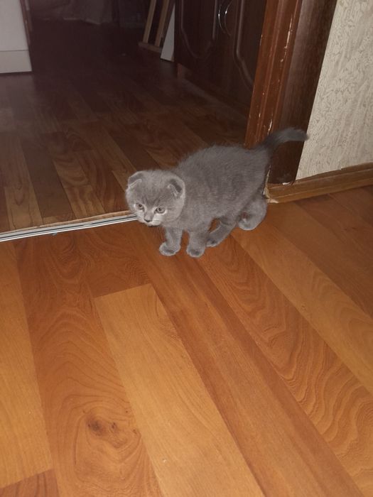 Продаються британськи кошенята