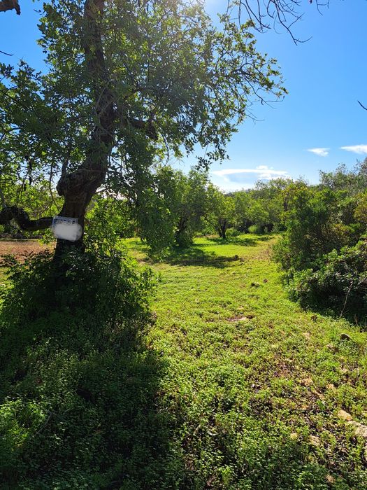Terreno Rústico em Alcaria Cova/Estoi