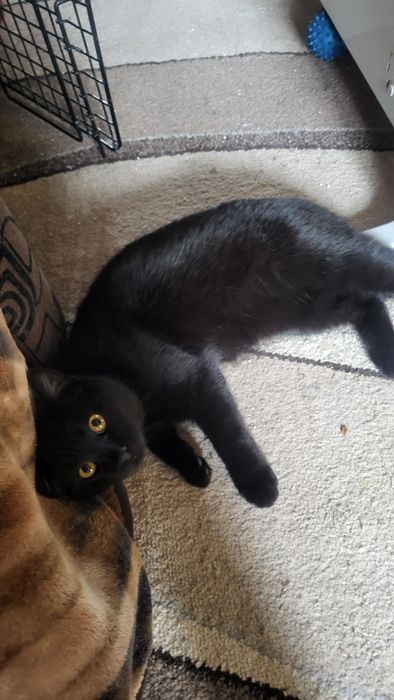 Девочка.4 - 4.5 месяца