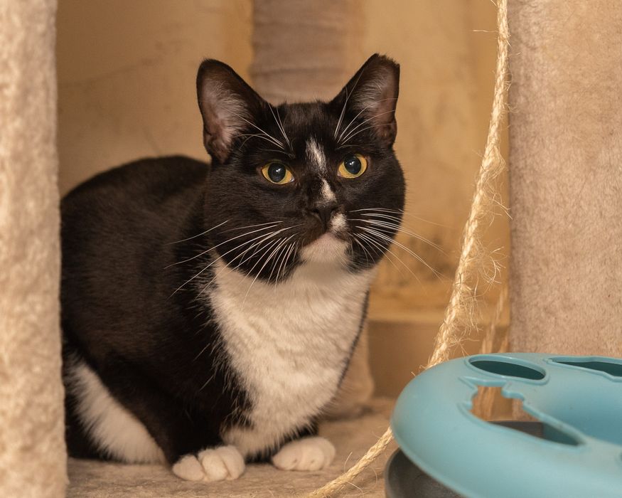 RAMZES - ciekawski, wesoły kocurek szuka kochającego domu/Poznań