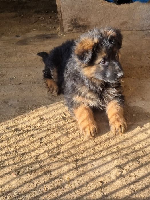 Owczarek niemiecki długowłosy - szczenię