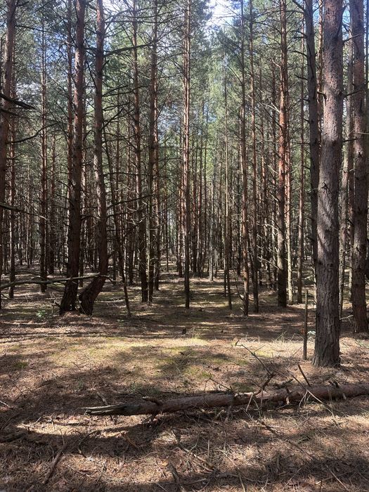 Продаж ділянки в лісі  село Сухолуччя,