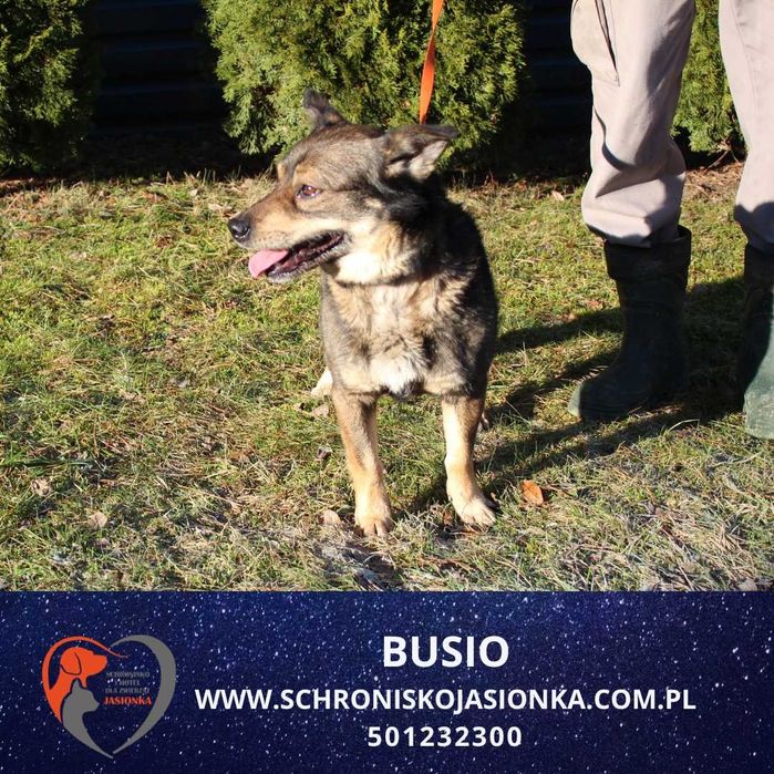 Busio -Do adopcji