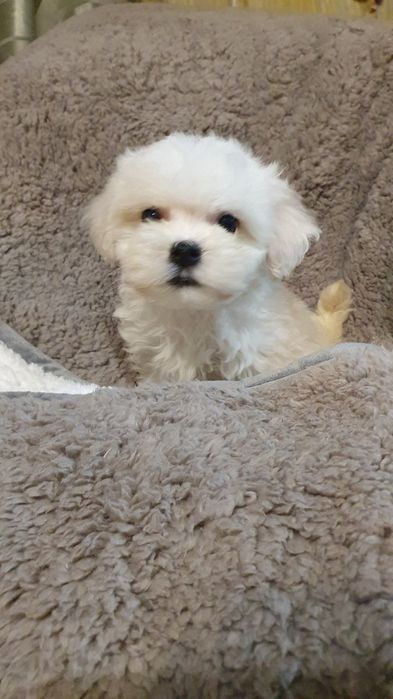 Мальтийская болонка