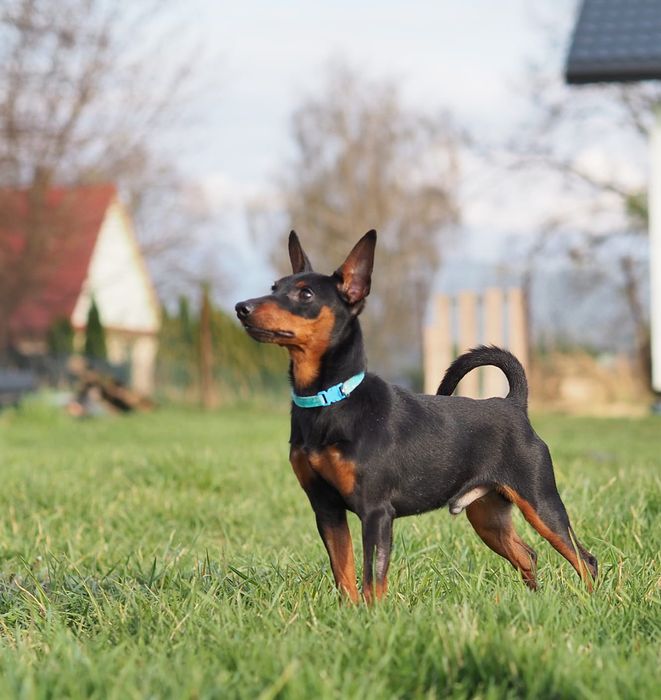 Pinczer miniaturowy ZKwP FCI   wesoły piesek po Championie + bdb karma