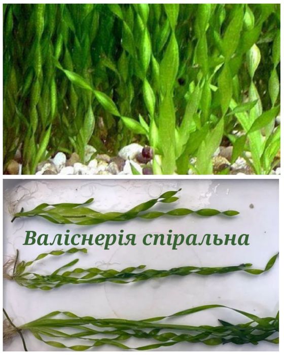 Людвігія повзуча