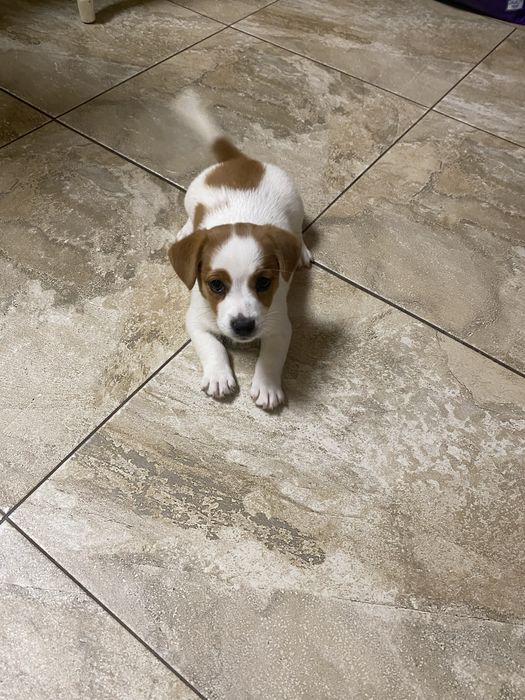 Шикарні джек рассел терʼєри - документи FCI