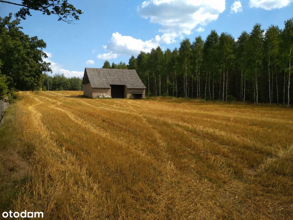 Działka 5000 m² Las | WZ + pozwolenie | prąd | stodoła|