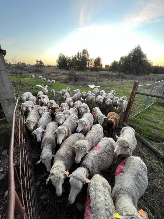 Merino da Beira Baixa