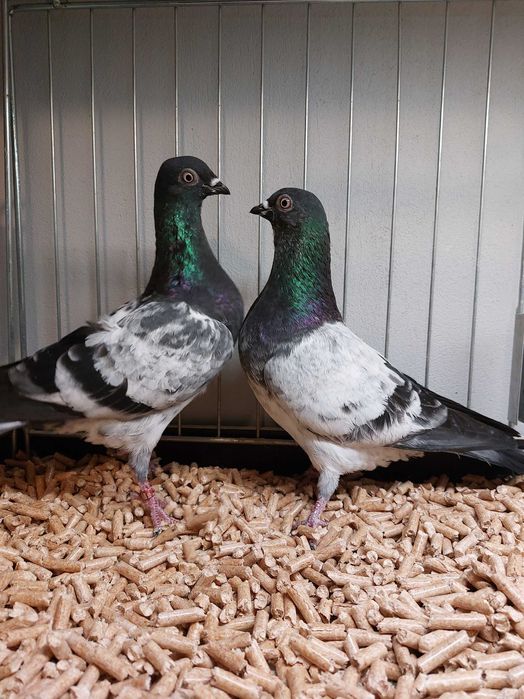 Deresze 2 samczyki 25r