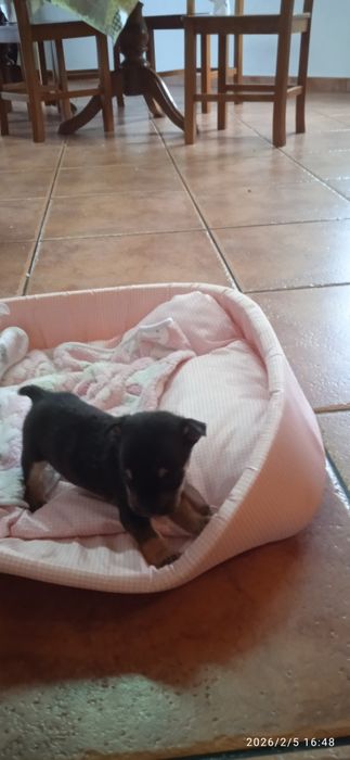 Cachorrinhos para adoção