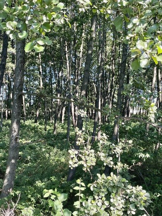 Земельна ділянка 1,42 Га! Березівка!