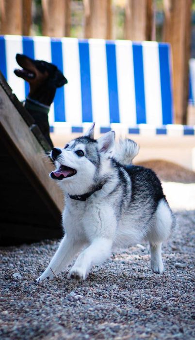 Estadia Familiar Individual - Seu pet nosso único hóspede - pet sitter