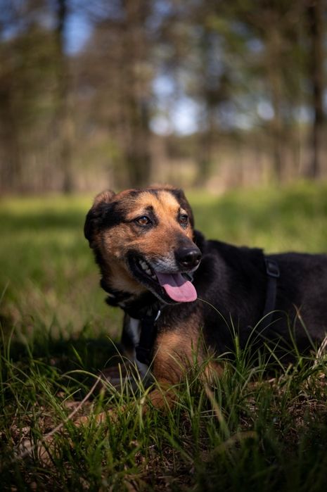 Teoś - wyjątkowy psi skarb szuka swej życiowej ostoi!