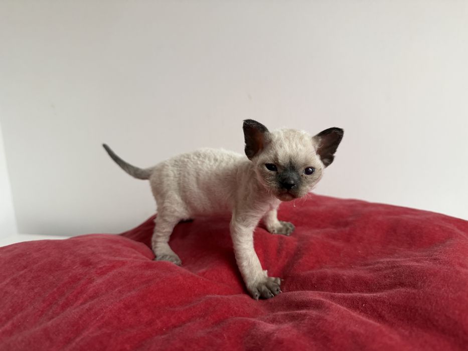 Kocurek Devon Rex