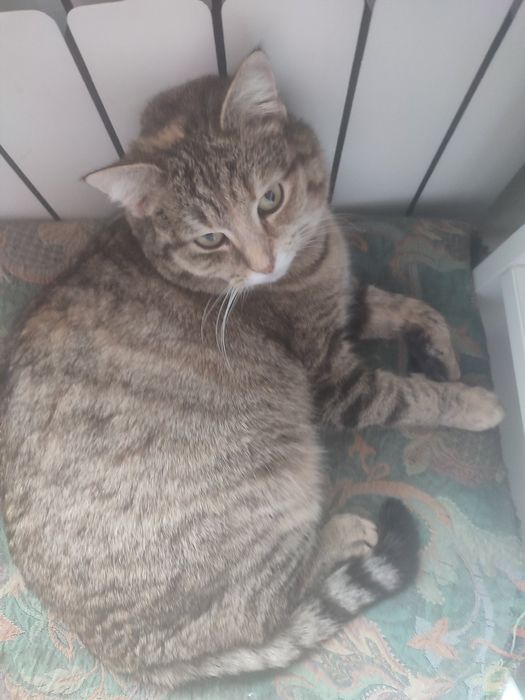 Кошечка муркотунка