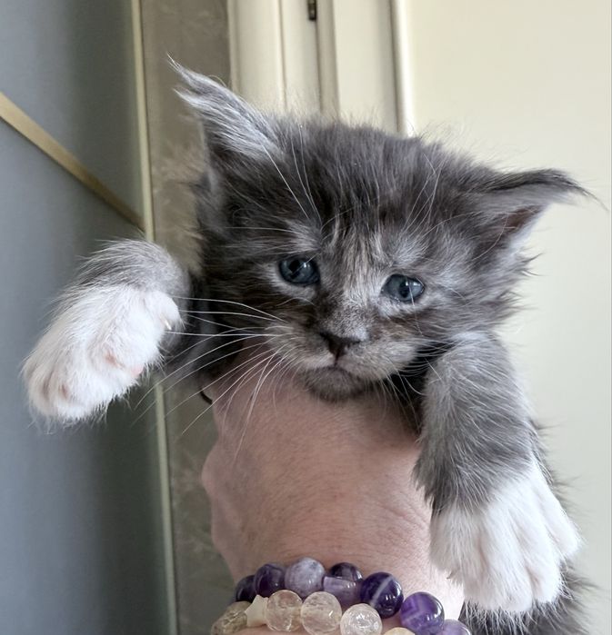 Розкішний велитень мейн кун MAINE COON рідкісний срібло