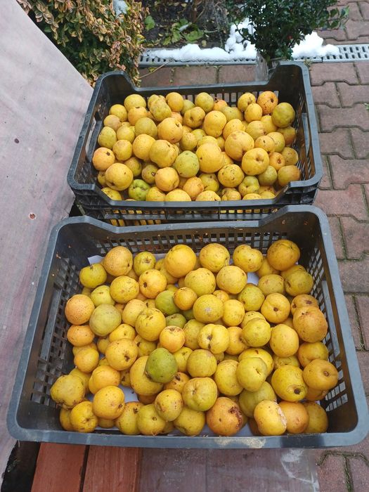 Pigwa  do sprzedania