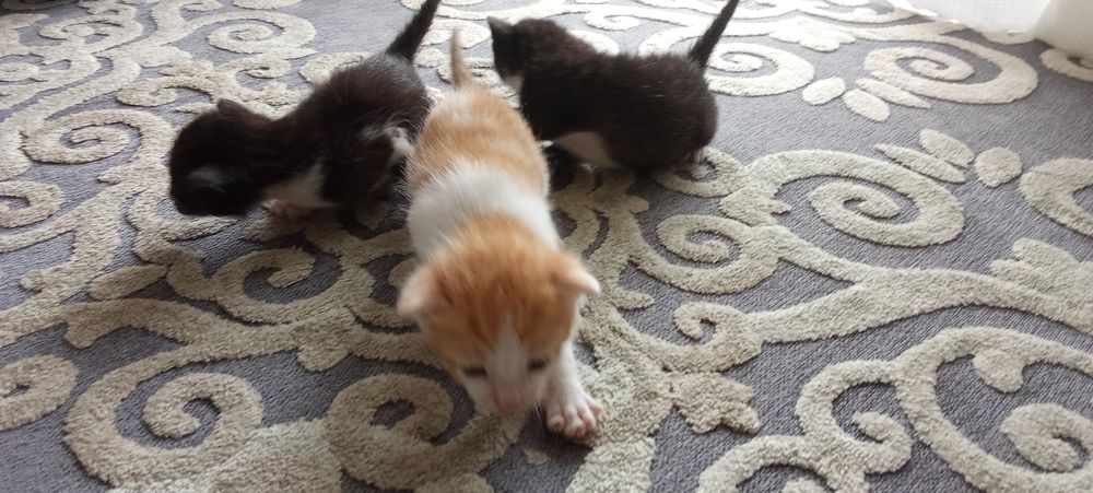 Gatos para adoção