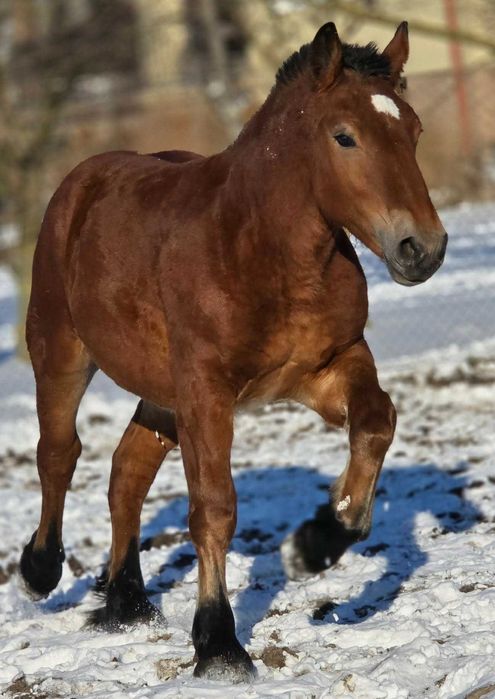 Ogierek zimnokrwisty