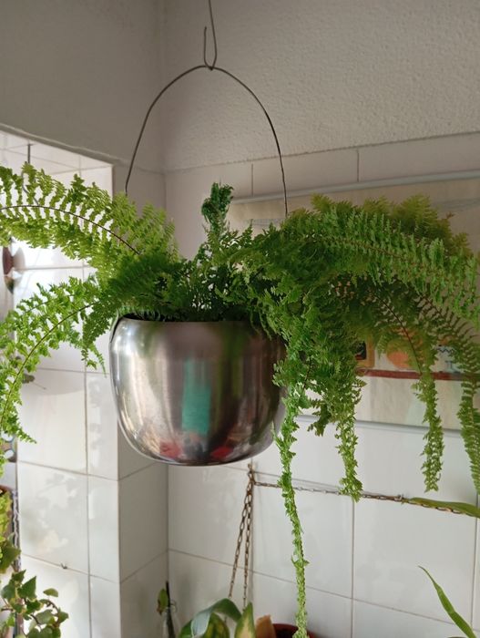 Plantas naturais a 15 euros