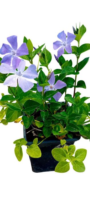 Plantas de Vinca Maior variegada ou nao variegada