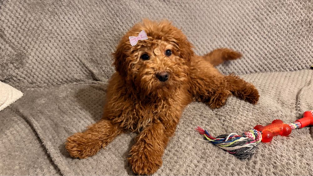 Śliczna Suczka Cockapoo F1B