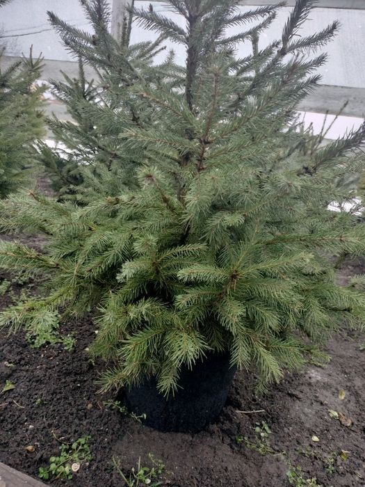 Ялинки до 150 см