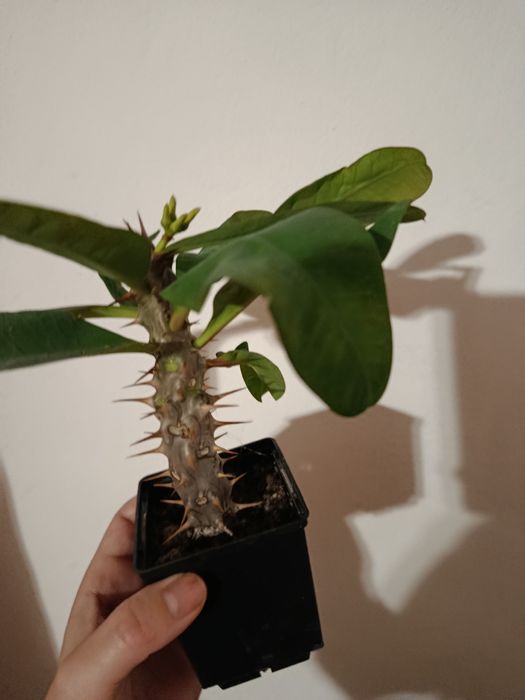 Молочай Міля еуфорбія