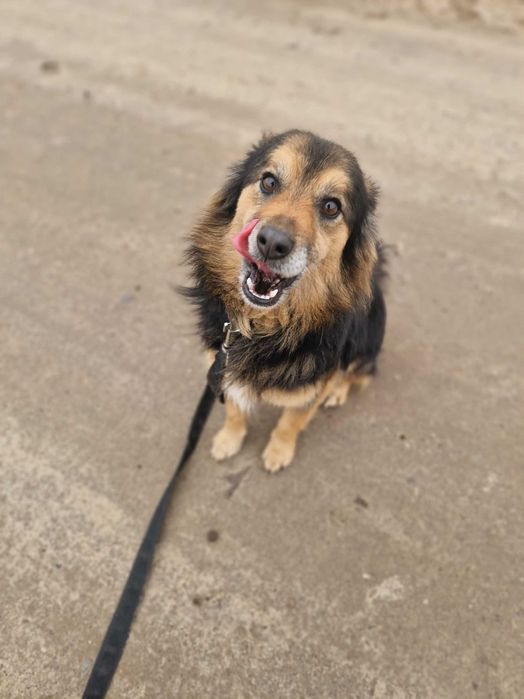 Lipton spokojny piesek szuka domu