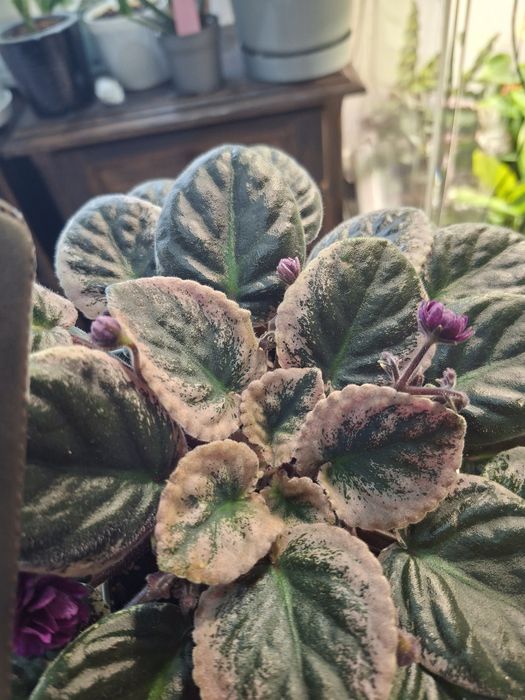 Fiołek Afrykański Veriegata