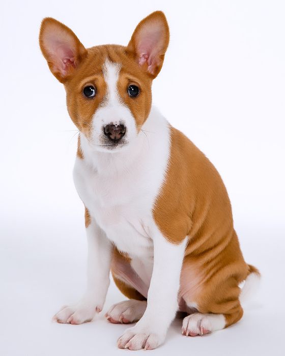 Щенок басенджи девочка 2024