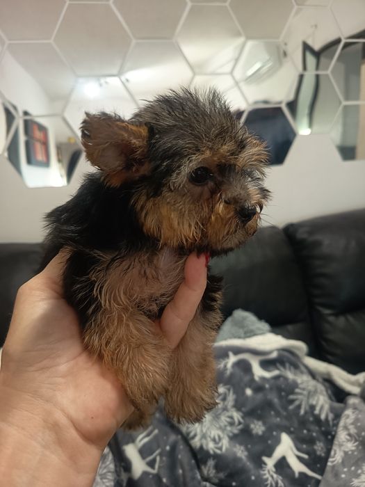 Yorkshire Terrier miniatura fêmea lindíssima, vacinada e desparasitada