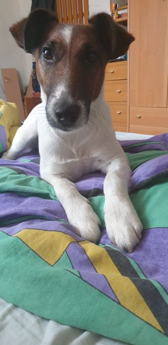 Вязка . Гладкошёрстный фокстерьер .