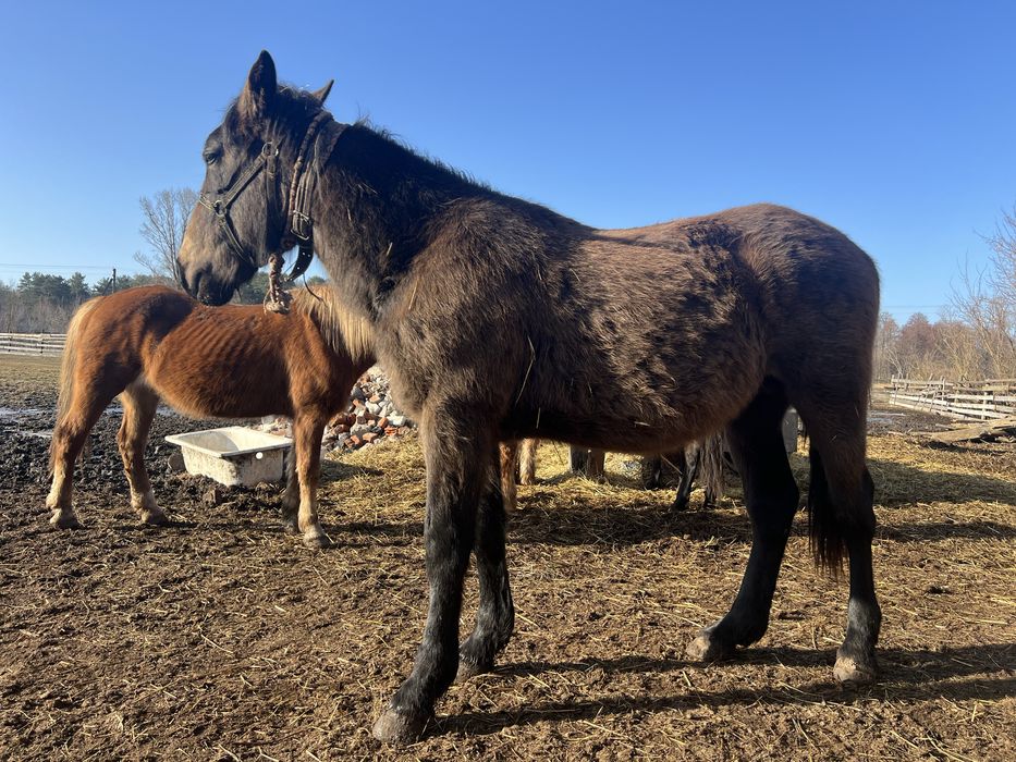 Продам лошадь,жеребець