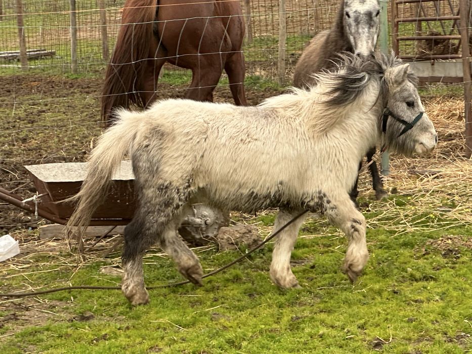 Ponei Miniatura Lindo