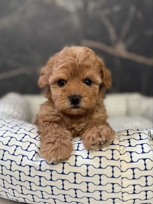 Дівчинка мальтіпу міні ф1. Ми в Луцьку