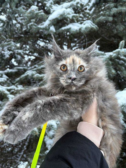 Кошеня мейн-кун дівчинка • черепахова • WCF