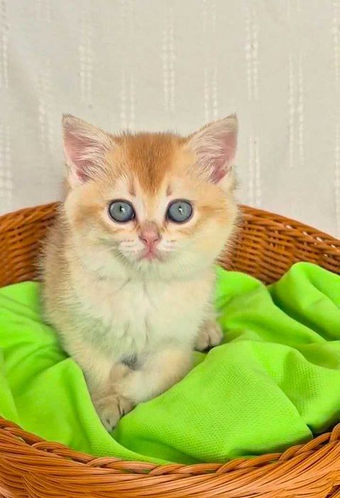 Шотландские котята (ЗОЛОТАЯ ШИНШИЛЛА)