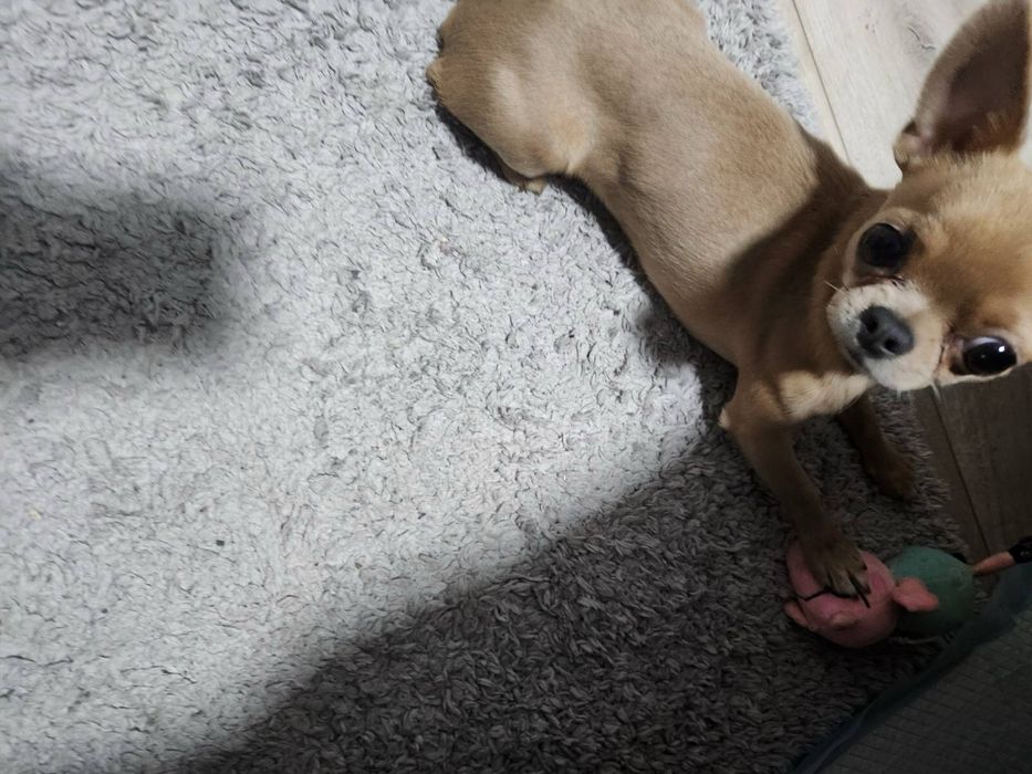 Кекс запрошує на вязку