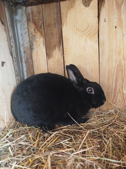 Królik rex czarny