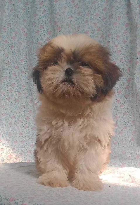 Shih-tzu com LOP