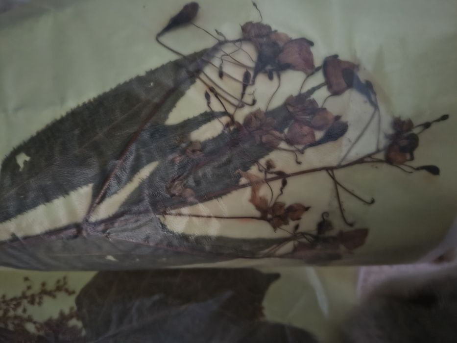 Ogromny zielnik segregator zbiór roślin