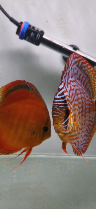Discus piwowarski