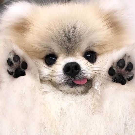 Надёжная квартирная передержка собак