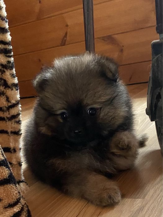 Соболь хлопчик 2 місяці