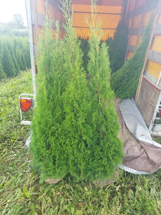 Tuja Szmaragd producent