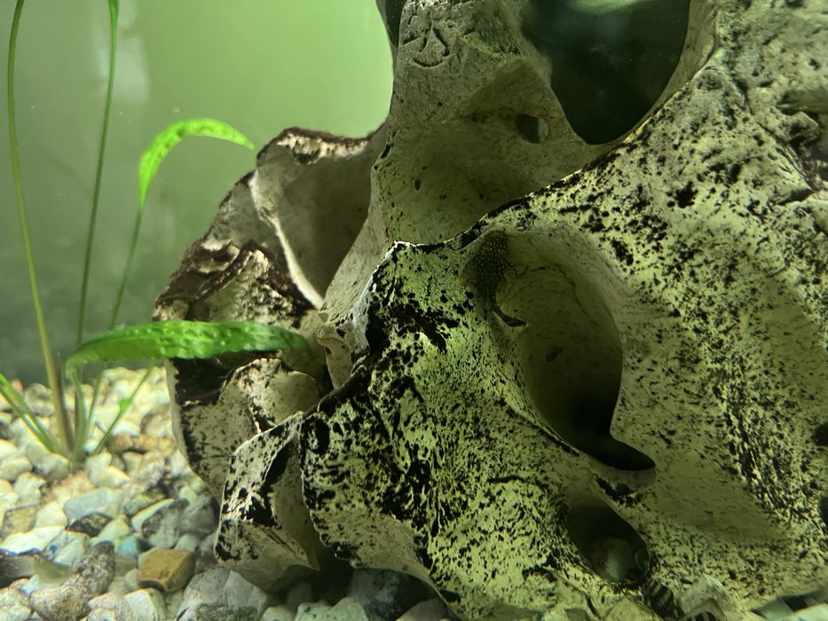 Glonojady z własnej hodowli